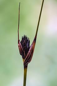 Attēlu rezultāti vaicājumam “Schoenus ferrugineus flower”
