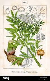 Attēlu rezultāti vaicājumam “Cicuta virosa”