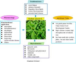 Attēlu rezultāti vaicājumam “Sedum aizoon”
