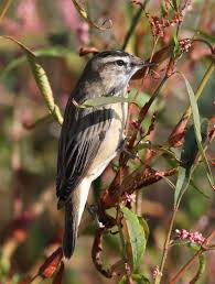 Attēlu rezultāti vaicājumam “Acrocephalus schoenobaenus”