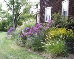 Image result for Aster novae-angliae