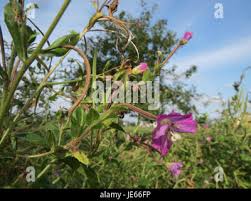 Attēlu rezultāti vaicājumam “Epilobium hirsutum leaf”