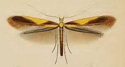 Attēlu rezultāti vaicājumam “Caloptilia alchimiella”