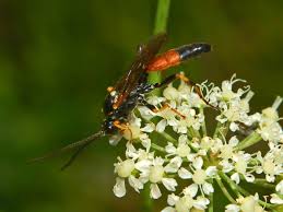 Attēlu rezultāti vaicājumam “Ichneumonidae”