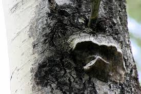 Attēlu rezultāti vaicājumam “Phellinus tremulae”