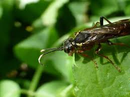 Attēlu rezultāti vaicājumam “Tenthredo scrophulariae exuvia”
