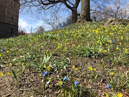 Attēlu rezultāti vaicājumam “Gagea lutea flower”