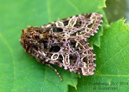 Attēlu rezultāti vaicājumam “Hadena rivularis”