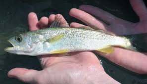 Image result for Cynoscion regalis