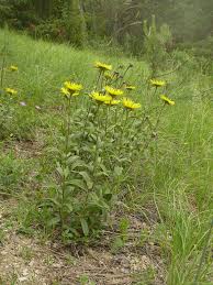 Image result for Inula hirta