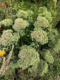 Attēlu rezultāti vaicājumam “Hylotelephium maximum leaf”