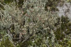 Attēlu rezultāti vaicājumam “Cladonia ramulosa”