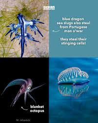 Attēlu rezultāti vaicājumam “Polypogon tentacularius male”