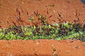 Attēlu rezultāti vaicājumam “Tortula muralis sporophyte”