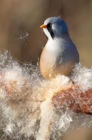 Attēlu rezultāti vaicājumam “Panurus biarmicus male”