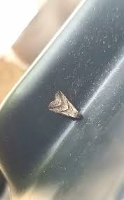 Attēlu rezultāti vaicājumam “Hypenodes humidalis”