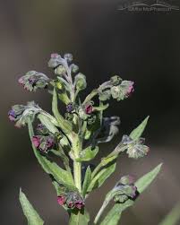 Attēlu rezultāti vaicājumam “Cynoglossum officinale”