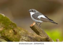 Attēlu rezultāti vaicājumam “Ficedula hypoleuca”