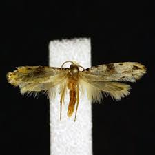 Attēlu rezultāti vaicājumam “Tineidae”