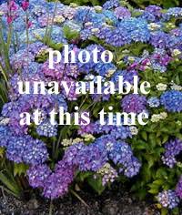 Attēlu rezultāti vaicājumam “Ligularia sibirica flower”