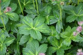 Attēlu rezultāti vaicājumam “Astrantia major”