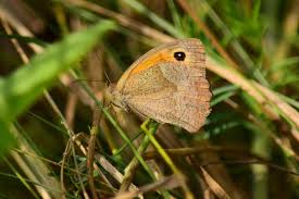 Attēlu rezultāti vaicājumam “Hyponephele lycaon male”