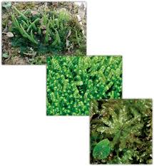 Attēlu rezultāti vaicājumam “Cephalozia bicuspidata sporophyte”