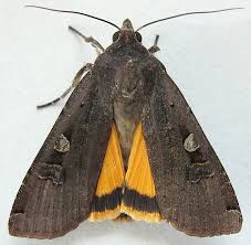 Attēlu rezultāti vaicājumam “Noctua pronuba”