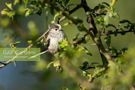 Attēlu rezultāti vaicājumam “Aegithalos caudatus adult”
