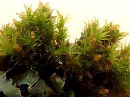 Attēlu rezultāti vaicājumam “Orthotrichum speciosum sporophyte”