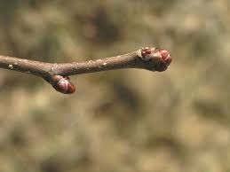 Attēlu rezultāti vaicājumam “Crataegus laevigata bud”