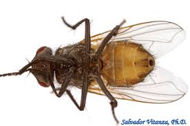 Attēlu rezultāti vaicājumam “Diachea muscorum”