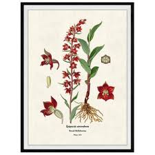 Attēlu rezultāti vaicājumam “Epipactis atrorubens fruit”