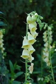 Image result for Digitalis grandiflora