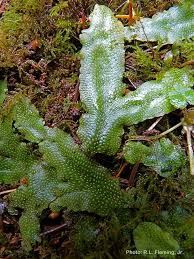 Attēlu rezultāti vaicājumam “Conocephalum”