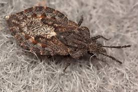 Attēlu rezultāti vaicājumam “Aradus betulae”