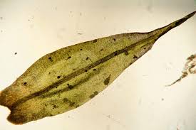 Attēlu rezultāti vaicājumam “Dicranum spurium”