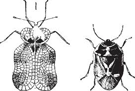 Attēlu rezultāti vaicājumam “Heteroptera”