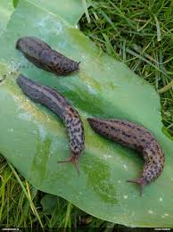 Attēlu rezultāti vaicājumam “Paradiacheopsis rigida spores”