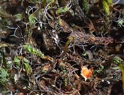 Attēlu rezultāti vaicājumam “Lamprospora tortulae-ruralis”