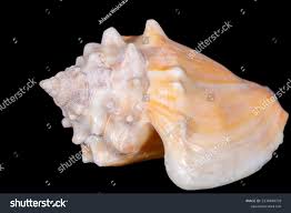 Image result for Aliger gigas