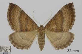 Attēlu rezultāti vaicājumam “Larentia clavaria”