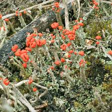 Attēlu rezultāti vaicājumam “Cladonia floerkeana”