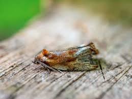 Attēlu rezultāti vaicājumam “Lycogala asperum macro”