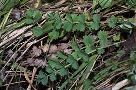 Image result for Sanguisorba minor