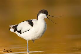 Image result for Recurvirostra avosetta