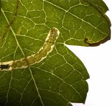 Attēlu rezultāti vaicājumam “Lyonetia clerkella”