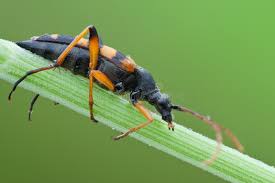 Attēlu rezultāti vaicājumam “Leptura quadrifasciata”