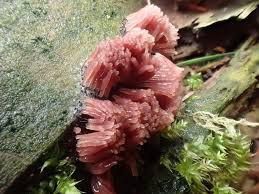 Attēlu rezultāti vaicājumam “Stemonitopsis sp.”