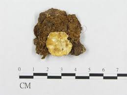 Attēlu rezultāti vaicājumam “Skeletocutis carneogrisea”